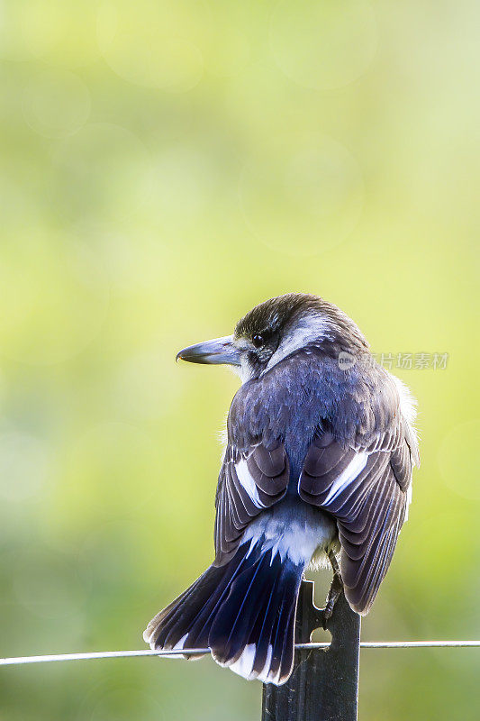 伯劳鸟(Cracticus torquatus)